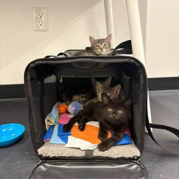 Merry (Hobbits) -  Domestic Short Hair Cat Available for Adoption in Charlotte, North Carolina - Merry (Hobbits) | PetCurious