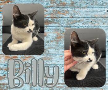 Rescue Domestic Short Hair Cats for Adoption in Hopkinsville, Kentucky - Billy | PetCurious