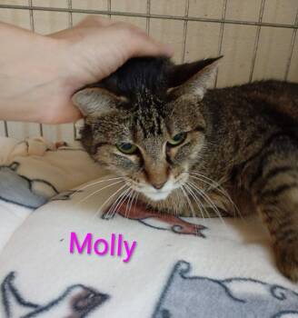 Molly -  Domestic Short Hair Cat for Adoption in Saint James, Minnesota - Molly | PetCurious