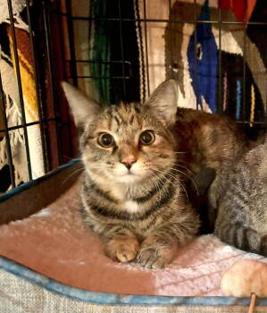 Rescue Domestic Short Hair Cats for Adoption in Forest, Virginia - *Hickory | PetCurious