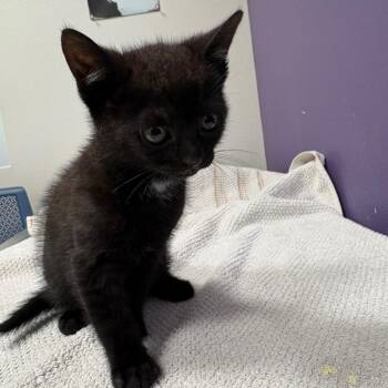 Squeakers -  Domestic Short Hair Cat for Adoption in Englewood, Florida - Squeakers | PetCurious