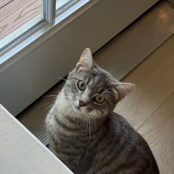 Roux -  Domestic Short Hair Cat for Adoption in Fenton, Michigan - Roux | PetCurious