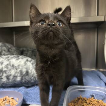 Rescue Domestic Medium Hair Cats for Adoption in Charleston, West Virginia - Jo Ann | PetCurious