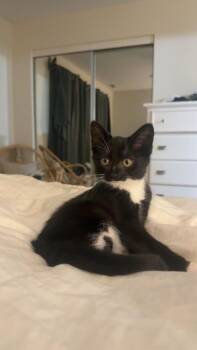 Whisker -  Domestic Short Hair Cat for Adoption in Mokena, Illinois - Whisker | PetCurious