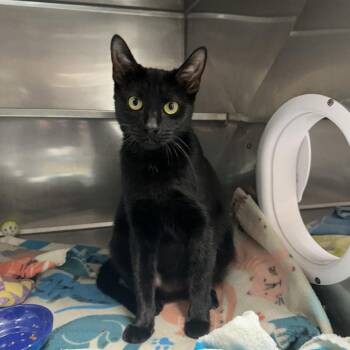 Domestic Short Hair Cats Available for Adoption in Blue Ridge, Georgia - Hedda | PetCurious