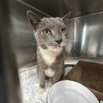 Domestic Short Hair Cats Available for Adoption in Newark, New Jersey - Hulk | PetCurious