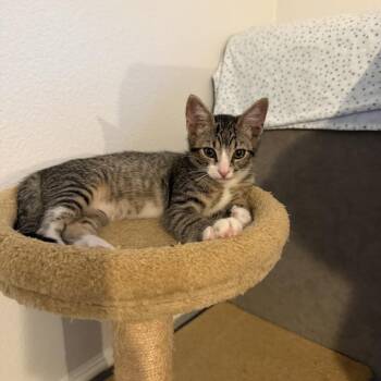 Poppy -  Domestic Short Hair Cat for Adoption in Tustin, California - Poppy | PetCurious