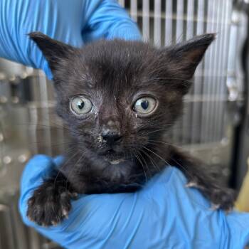 Earth -  Domestic Short Hair Cat for Adoption in Newark, New Jersey - Earth | PetCurious