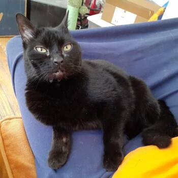 Domestic Short Hair Cats Available for Adoption - Mackerel | PetCurious