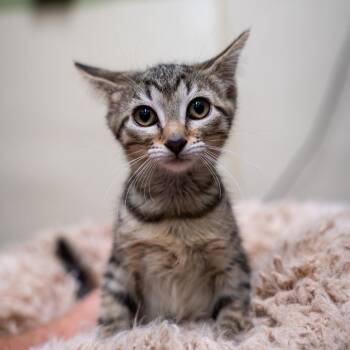 Twinkie -  Domestic Short Hair Cat for Adoption in Gainesville, Georgia - Twinkie | PetCurious