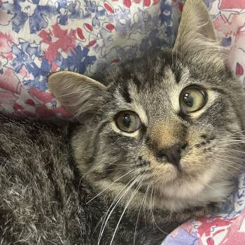 Wooly -  Domestic Medium Hair Cat for Adoption in Oshkosh, Wisconsin - Wooly | PetCurious