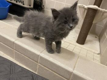 Sutton -  Domestic Short Hair Cat for Adoption in Walled Lake, Michigan - Sutton | PetCurious