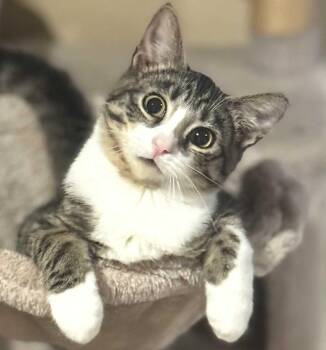 Rescue Domestic Short Hair Cats for Adoption in Sedalia, Missouri - Maverick | PetCurious