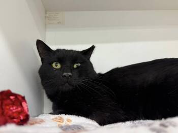 Rescue Domestic Short Hair Cats for Adoption in Cleveland, Ohio - Ace | PetCurious