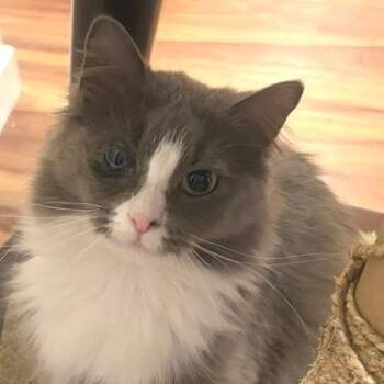 Esme C69256 -  Domestic Medium Hair Cat for Adoption in Minnetonka, Minnesota - Esme C69256 | PetCurious
