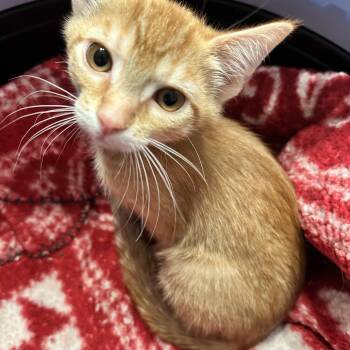 Needoh -  Domestic Short Hair Cat for Adoption in East Lansing, Michigan - Needoh | PetCurious
