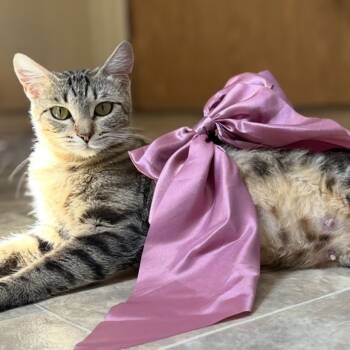 Rescue Domestic Short Hair Cats for Adoption in San Pablo, California - Anastasia | PetCurious