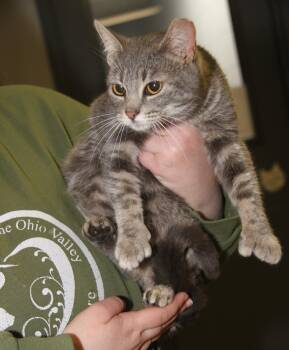 Extra Toes Cat Hemingway Polydactyl and Tabby Cats Available for Adoption - Mochi (Spayed) (Photos 1/21/2026) | PetCurious