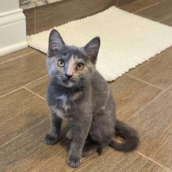 Lily June -  Domestic Short Hair Cat for Adoption in Mokena, Illinois - Lily June | PetCurious