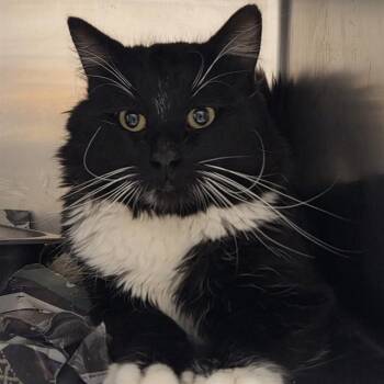 Domestic Short Hair Cats Available for Adoption - A606465 | PetCurious