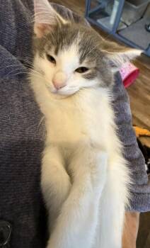 Teddy -  Domestic Short Hair Cat for Adoption in Chattanooga, Tennessee - Teddy | PetCurious