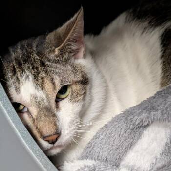 Domestic Short Hair Cats Available for Adoption in Titusville, Florida - Archibald | PetCurious