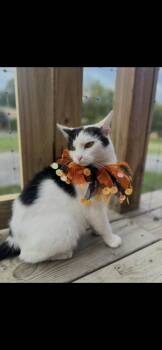 Rescue Domestic Short Hair Cats for Adoption in Clyde, North Carolina - Pumpkin | PetCurious