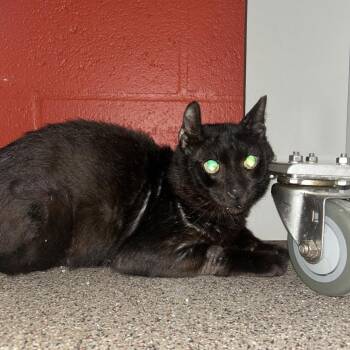 Luka -  Domestic Short Hair Cat for Adoption in Sarasota, Florida - Luka | PetCurious