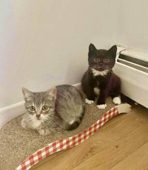 Rescue Domestic Short Hair Cats for Adoption in East Orange, New Jersey - Tinkie & Toby | PetCurious