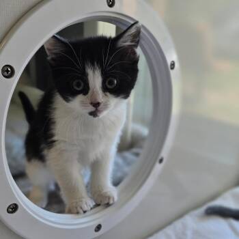 Domestic Short Hair Cats Available for Adoption in East Hanover, New Jersey - Ally | PetCurious