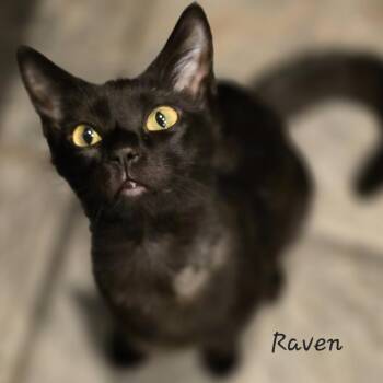 Rescue Domestic Short Hair Cats for Adoption in St. Augustine, Florida - Raven | PetCurious