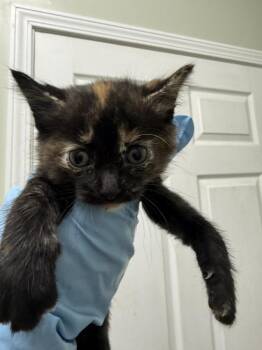 Cobbler -  Domestic Short Hair Cat for Adoption in Evansville, Indiana - Cobbler | PetCurious