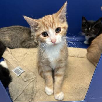 Robbie -  Domestic Short Hair Cat for Adoption in Bristol, Indiana - Robbie | PetCurious