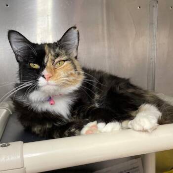 Marnie -  Domestic Long Hair Cat for Adoption in Roanoke, Virginia - Marnie | PetCurious