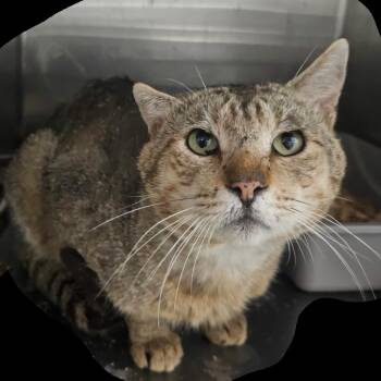 Gramps -  Domestic Short Hair Cat Available for Adoption in Mount Vernon, Arkansas - Gramps | PetCurious