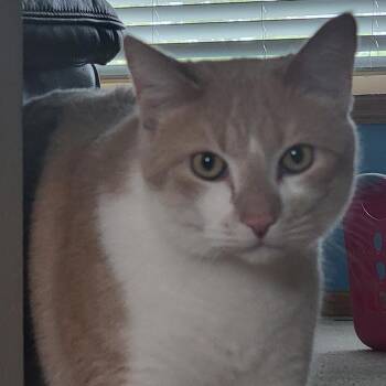 Leo C69715 -  Domestic Short Hair Cat for Adoption in Minnetonka, Minnesota - Leo C69715 | PetCurious