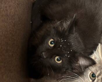 Rescue Domestic Medium Hair Cats for Adoption in Olathe, Kansas - BABY BOO BOO | PetCurious