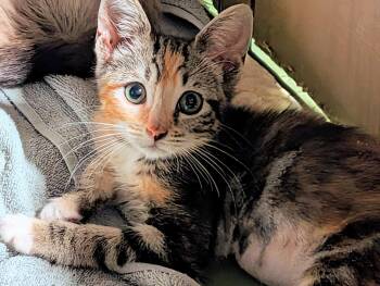 Junie -  Calico Cat for Adoption in San Diego, California - Junie | PetCurious