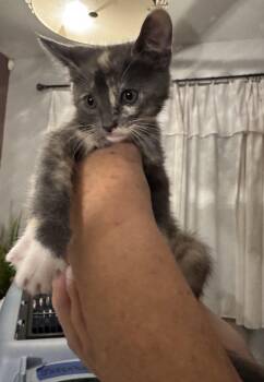 Domestic Short Hair Cats Available for Adoption in Riverside, California - Pearl | PetCurious