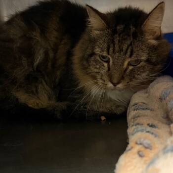 Tavi -  Domestic Long Hair Cat for Adoption in Tuscaloosa, Alabama - Tavi | PetCurious