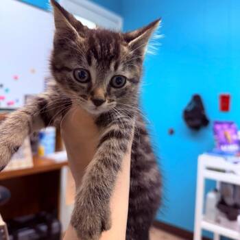 Kimber -  Domestic Short Hair Cat for Adoption - Kimber | PetCurious