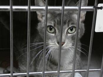 Domestic Short Hair Cats Available for Adoption - MAMA | PetCurious