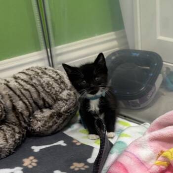 Pucker Up Peach -  Domestic Short Hair Cat for Adoption in Westminster, California - Pucker Up Peach | PetCurious
