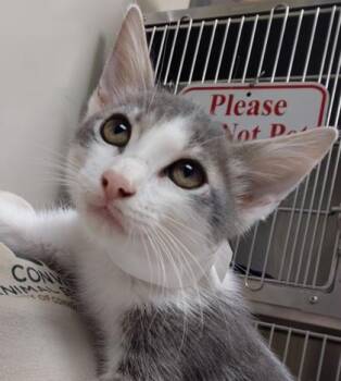 Mojo Jojo -  Domestic Short Hair Cat for Adoption in Conway, Arkansas - Mojo Jojo | PetCurious