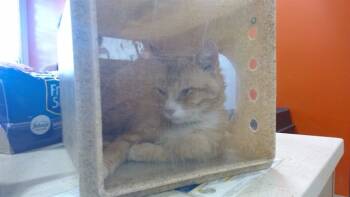 Rescue Domestic Short Hair Cats for Adoption in Louisville, Kentucky - A788598 | PetCurious