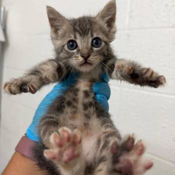 Gouda -  Domestic Short Hair Cat for Adoption in Edinburg, Texas - Gouda | PetCurious