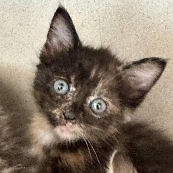 Harley -  Domestic Short Hair Cat for Adoption in Durango, Colorado - Harley | PetCurious