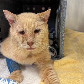 Tommy Dreams -  Domestic Short Hair Cat for Adoption in Charlottesville, Virginia - Tommy Dreams | PetCurious