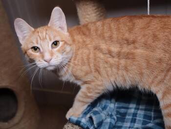 Domestic Short Hair Cats Available for Adoption - Pumpkin | PetCurious