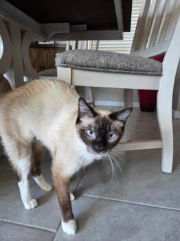 Kimiko -  Siamese Cat for Adoption in Youngtown, Arizona - Kimiko | PetCurious